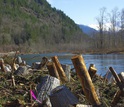 logs on the banks of a river